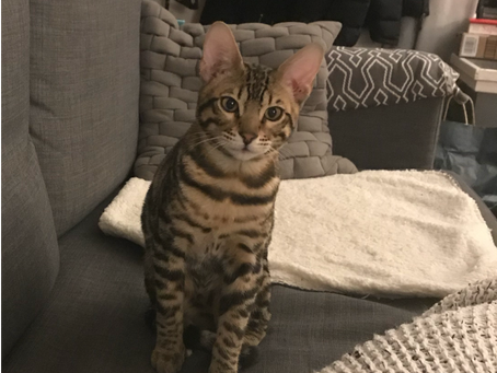 Kitten of the Month - Momo!