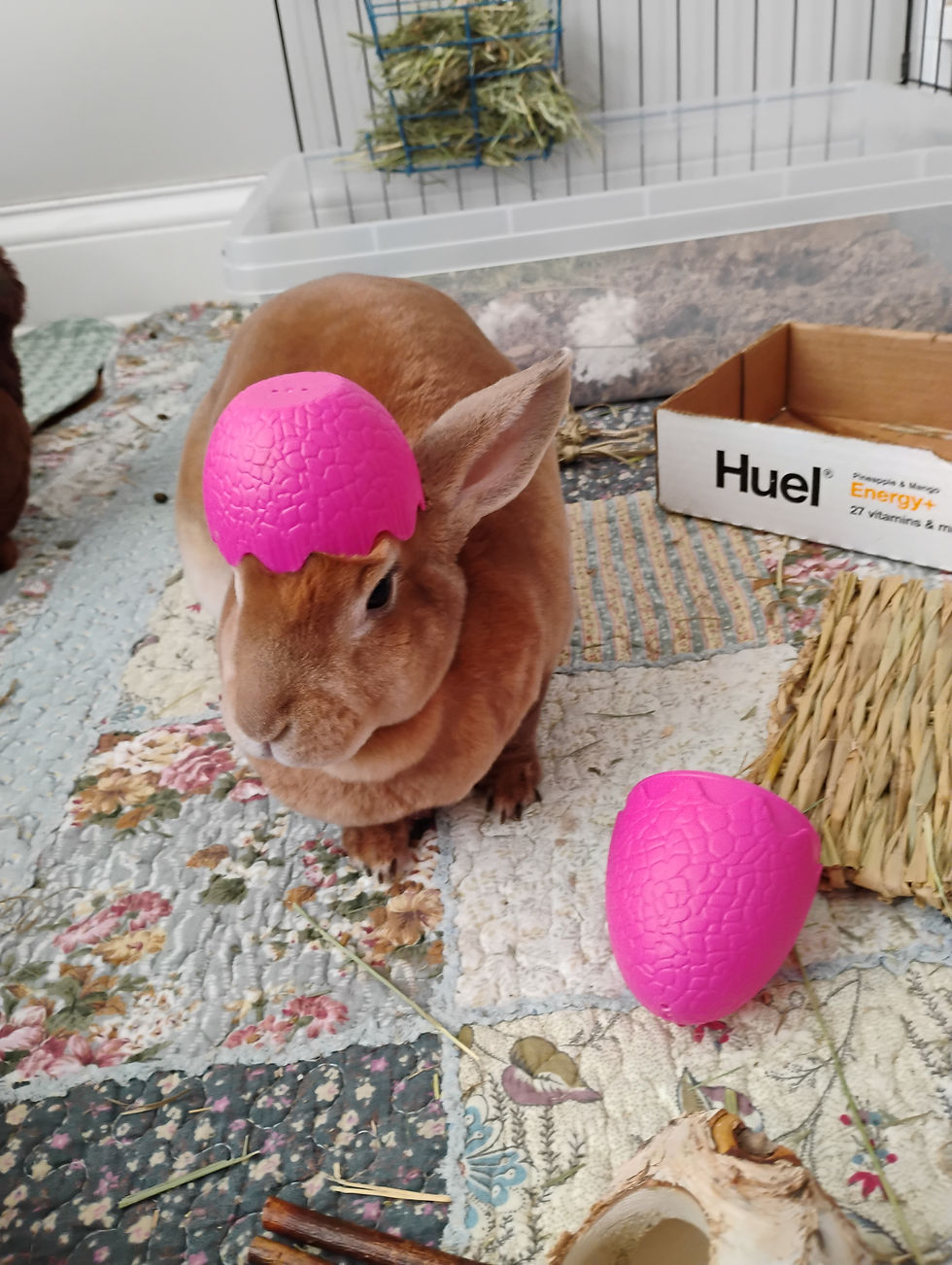 Exotic pet of the month - Buttercup