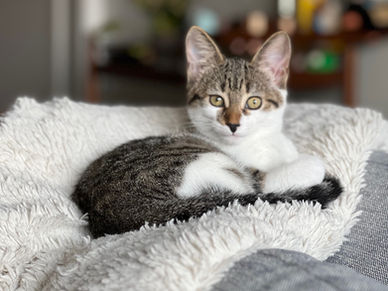 Kitten of the month - Mae
