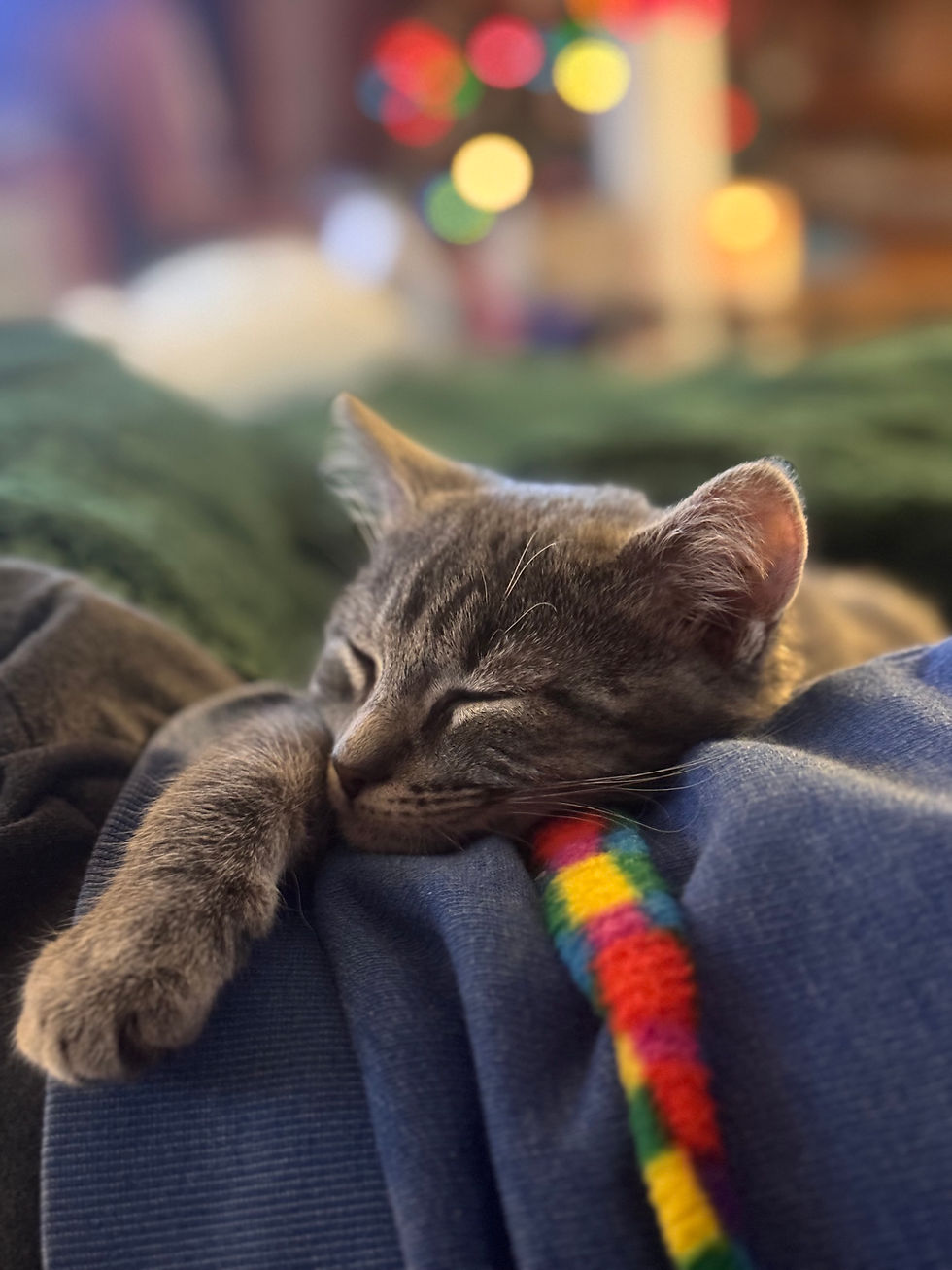 Kitten - Mushroom