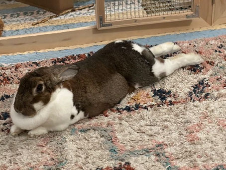 Exotic Pet of the Month- Beignet!