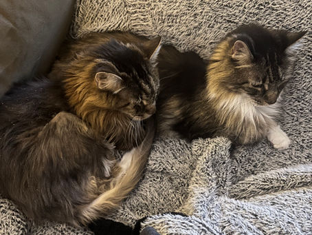 Senior kitties - Olive & Martini