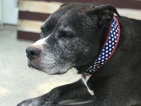 Senior Dog of the Month - Shiloh