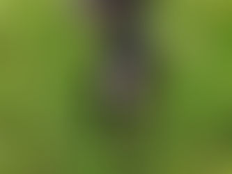 Senior Dog of the Month- Bella!