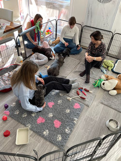 Nun sind fast jedes Wochenende Besuche künftiger Bully-Besitzer angesagt.