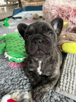 Das erste Öhrchenpaar steht schon.,