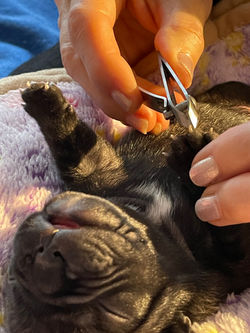 Bei der Maniküre ist Feinmotorik gefragt.