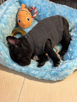 Bax im chicen Strickkleid