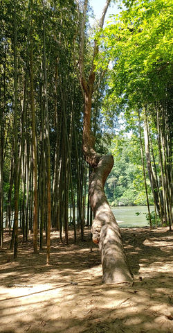 Bamboo Forest in Atlanta, GA