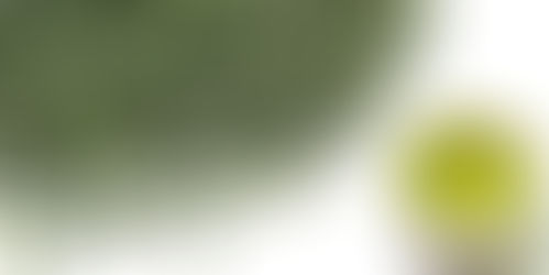 Té Verde para el dolor de articulaciones
