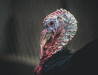Wild Turkey