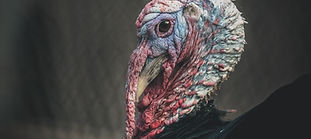 Wild Turkey