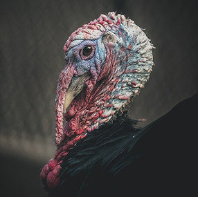 Wild Turkey