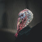 Wild Turkey