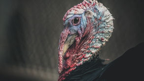 Thank you for my turkey