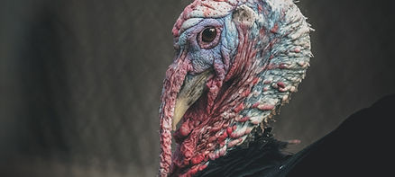 Wild Turkey