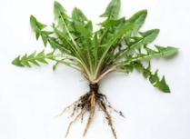 Feuilles de pissenlit utilisés pour la salade