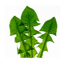 Partie consommée pour la salade de pissenlits