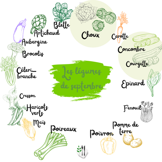 Végétaux de septembre, les légumes. Aubergine, artichaut, blette, choux, carotte, concombre, courgette, épinard, fenouil, pomme de terre, poivron, poireau, maïs, haricot vert, cresson, céleri branche, brocolis