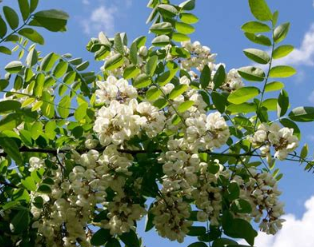 Recette de clafoutis aux fleurs d'acacias