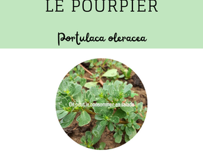 Le pourpier