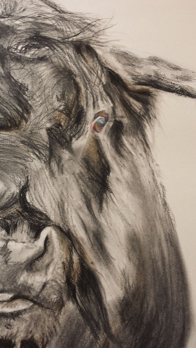 Stier 2