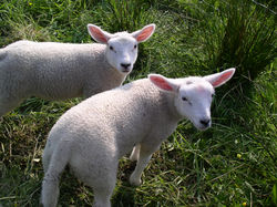 Mies en zijn boerderij