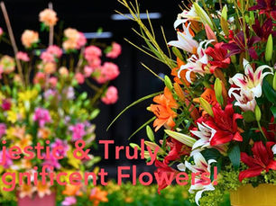 Créez une explosion de beauté florale avec des Lys