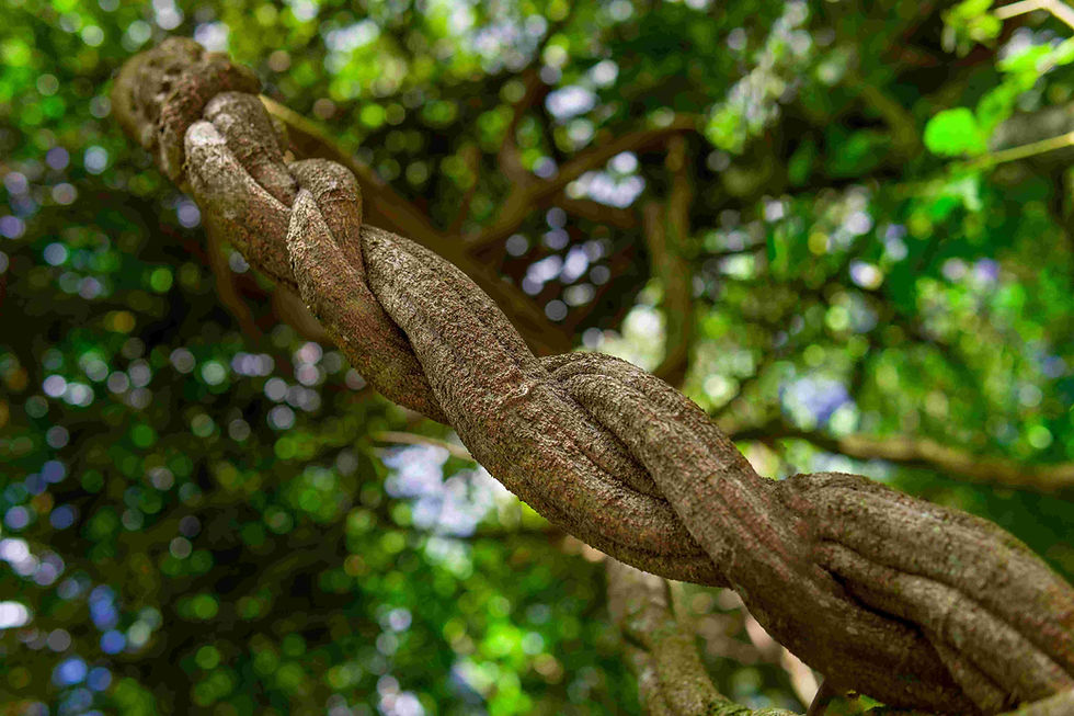ayahuasca liana zmensene 2.jpg