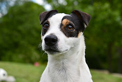dog-4238424_960_720.jpg