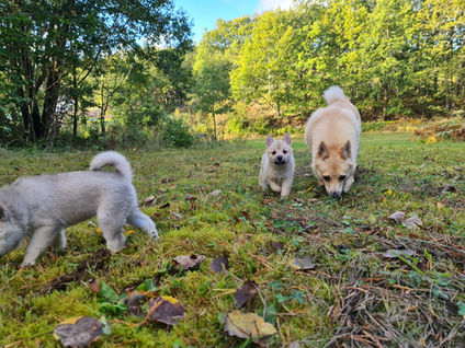 Ønsker du å eie en norsk buhund valp?
