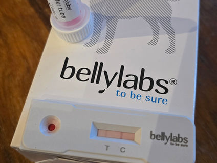 Valper på vei ❤️🐕