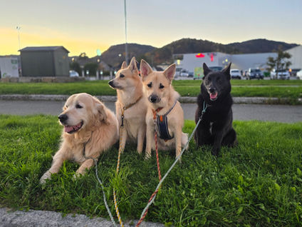 tre buhunder og en golden retriver