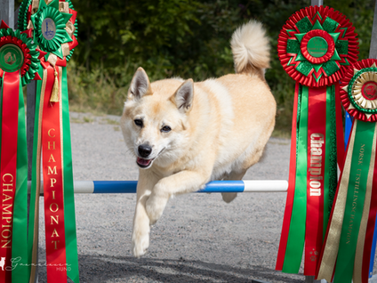 hund som hopper et hinder