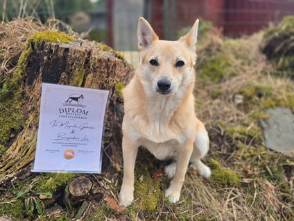 Hund som sitter med diplom