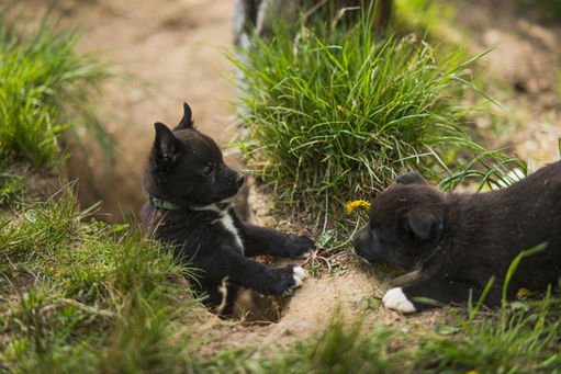 to svarte buhund valper som leker