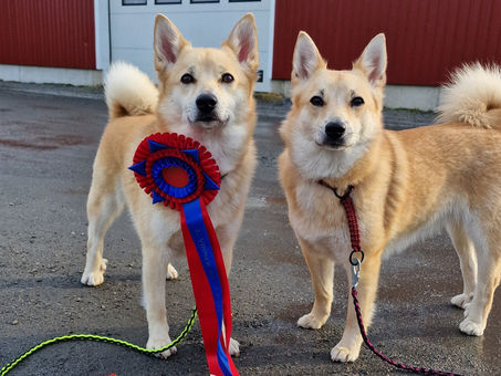 Rallystevne Arendal 12.-13.mars 2022