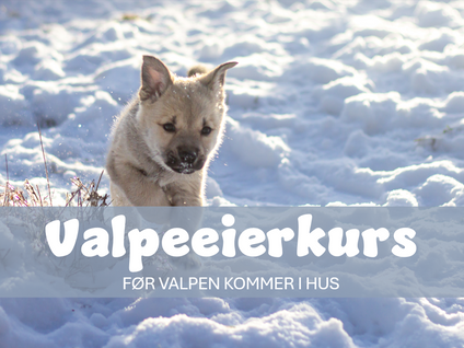 Valpeeierkurs på nett
