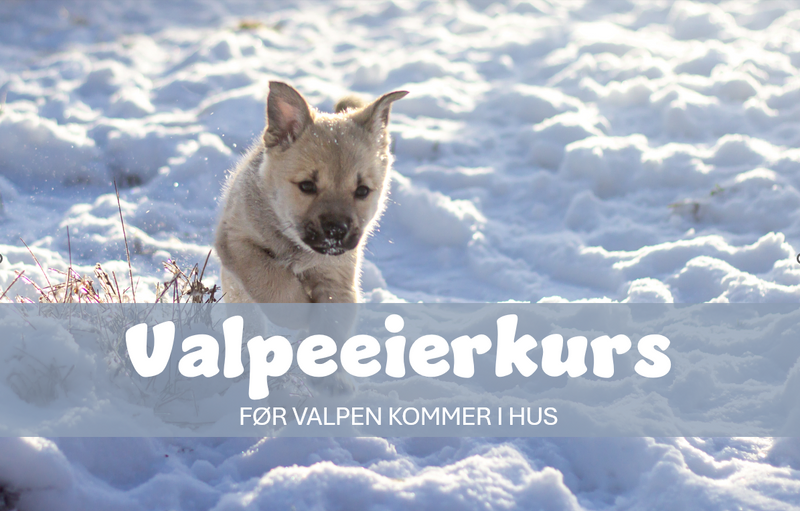 valp som løper i snø med tekst over