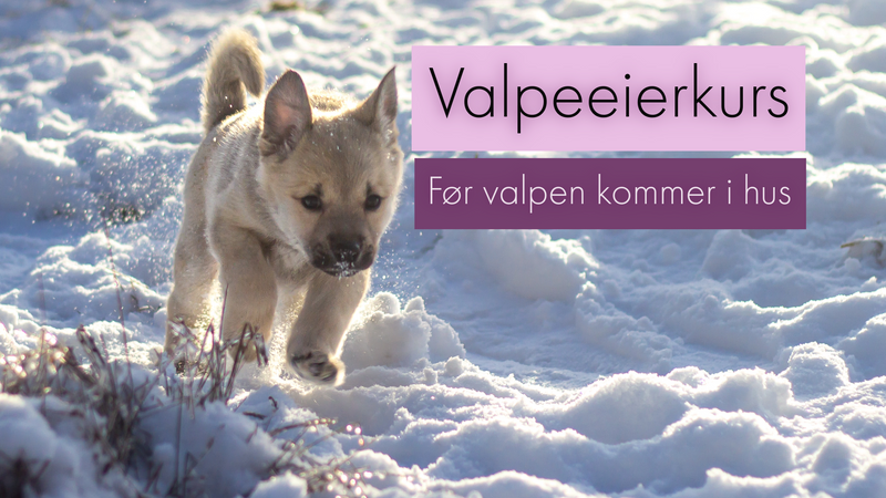 valp som løper i snø med tekst over