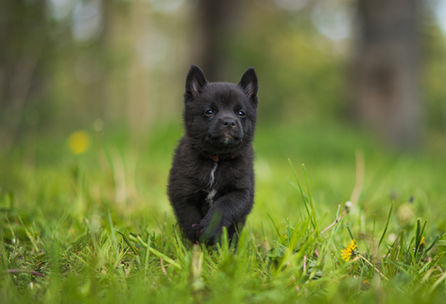 buhund valp svart