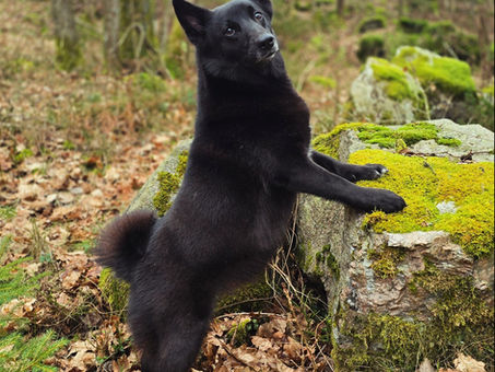 Hund som står opp mot en stein