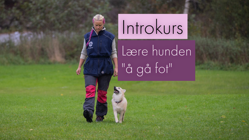 forsidebilde for grunnkurs