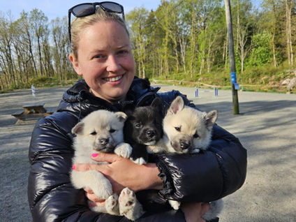 6 uker! 2 ledige norsk buhund valper💞