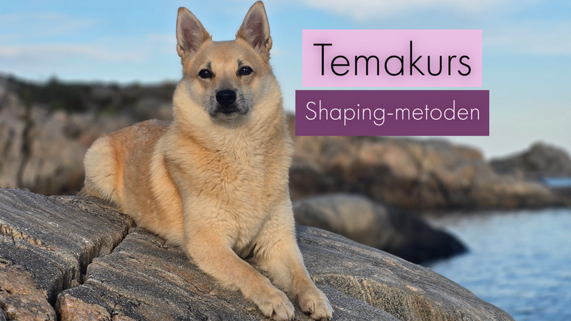 bilde av buhund på svaberg