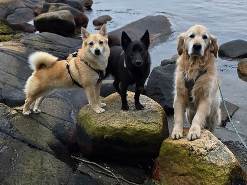 tre hunder på en stein