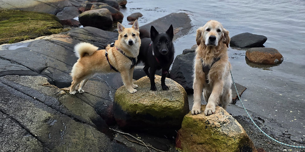 tre hunder som poserer på en stein