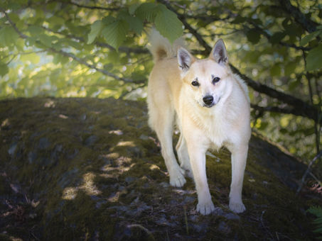 Buhundens gemytt: Vennlig, energisk og djerv