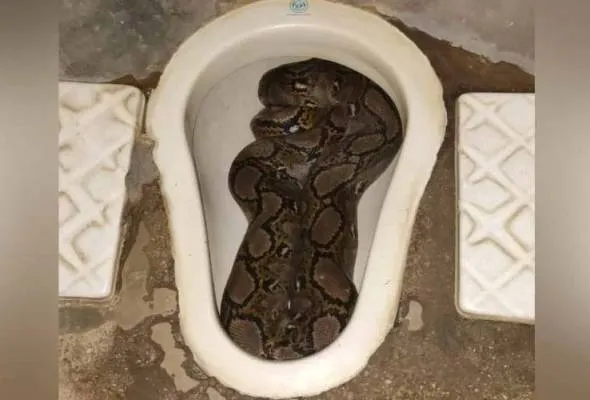 When Pythons Turn Malaysian Campuses and Homes into "Cold-Blooded Hunting Grounds"