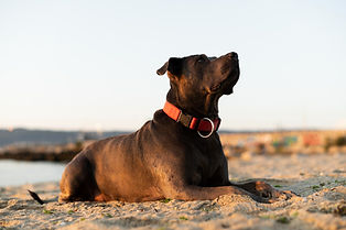 GPS Map Hub Pets category.jpg